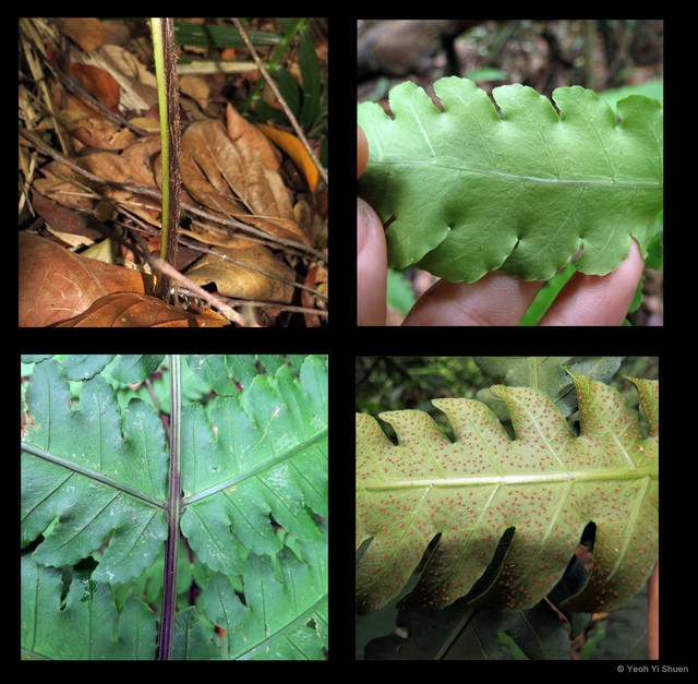 Pleocnemia irregularis • © Yeoh Yi Shuen • All Rights Reserved