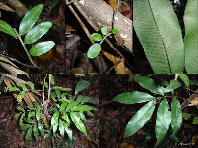Teratophyllum aculeatum • © Ong Kwan Han • All Rights Reserved