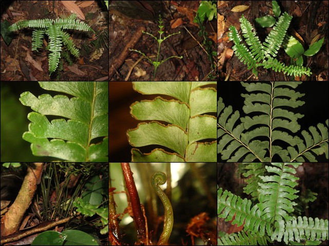 Lindsaea cultrata • © Yeoh Yi Shuen • All Rights Reserved
