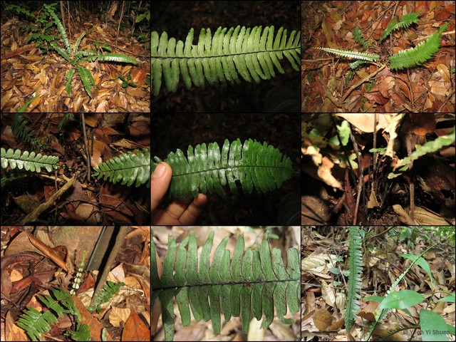 Lindsaea divergens • © Yeoh Yi Shuen • All Rights Reserved