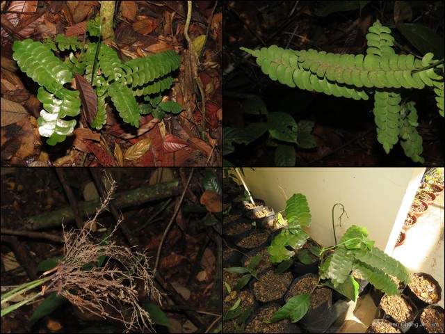 Lindsaea doryphora • © Reuben Chong Jin Lim • All Rights Reserved