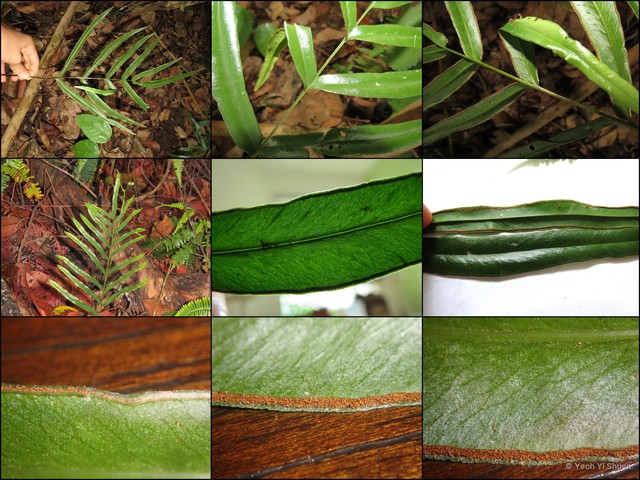 Lindsaea ensifolia • © Yeoh Yi Shuen • All Rights Reserved