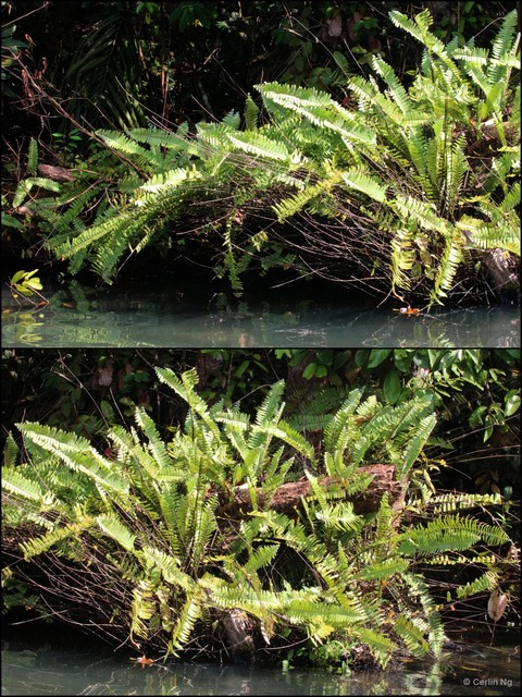 Nephrolepis acutifolia • © Cerlin Ng • All Rights Reserved