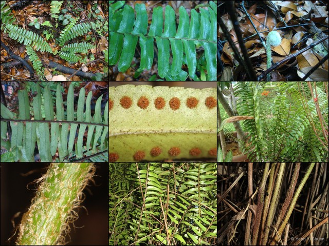 Nephrolepis biserrata • © Yeoh Yi Shuen • All Rights Reserved