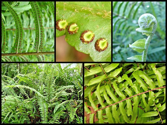 Nephrolepis cordifolia • © Ong Kwan Han • All Rights Reserved