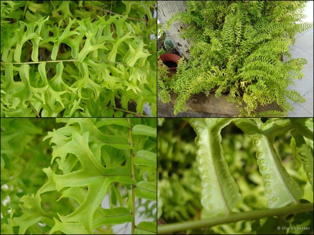 Nephrolepis falcata • © Ong Kwan Han • All Rights Reserved