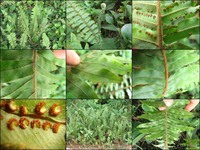 Nephrolepis hirsutula • © Yeoh Yi Shuen • All Rights Reserved