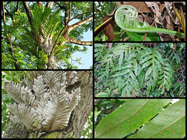 Drynaria quercifolia • © Ong Kwan Han • All Rights Reserved