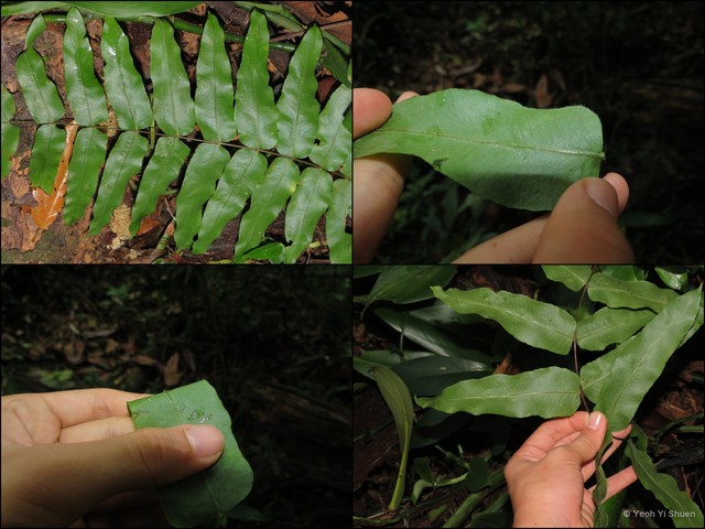 Goniophlebium subauriculatum • © Yeoh Yi Shuen • All Rights Reserved