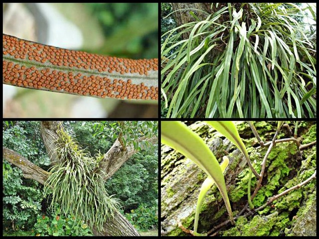 Pyrrosia longifolia • © Ong Kwan Han • All Rights Reserved