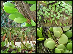 Pyrrosia piloselloides