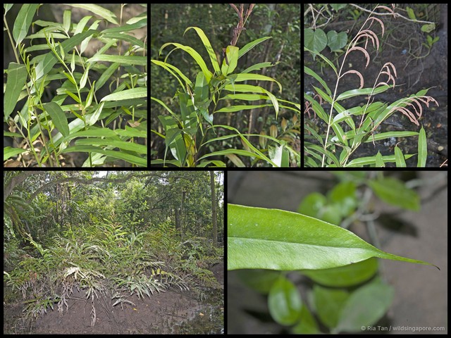 Acrostichum speciosum • © Ria Tan • All Rights Reserved
