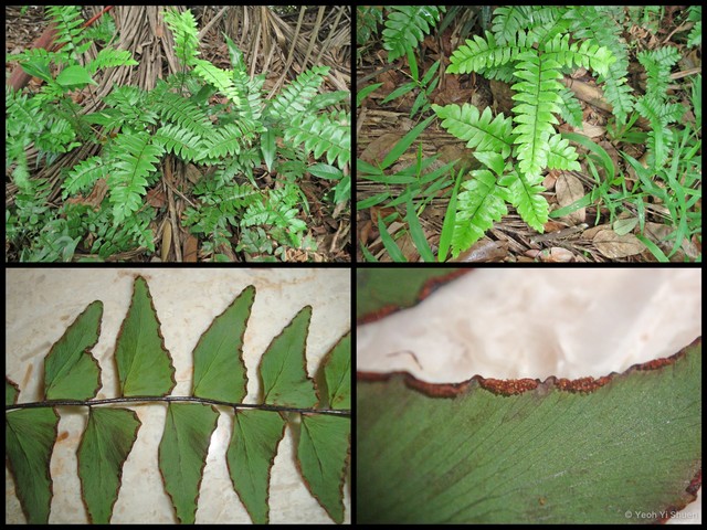 Adiantum latifolium • © Yeoh Yi Shuen • All Rights Reserved
