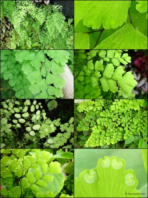 Adiantum raddianum • © Ong Kwan Han • All Rights Reserved