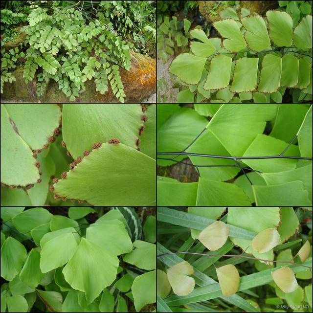 Adiantum trapeziforme • © Ong Kwan Han • All Rights Reserved