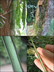 Haplopteris ensiformis (Sw.) E.H.Crane