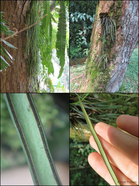Haplopteris ensiformis • © Yeoh Yi Shuen • All Rights Reserved