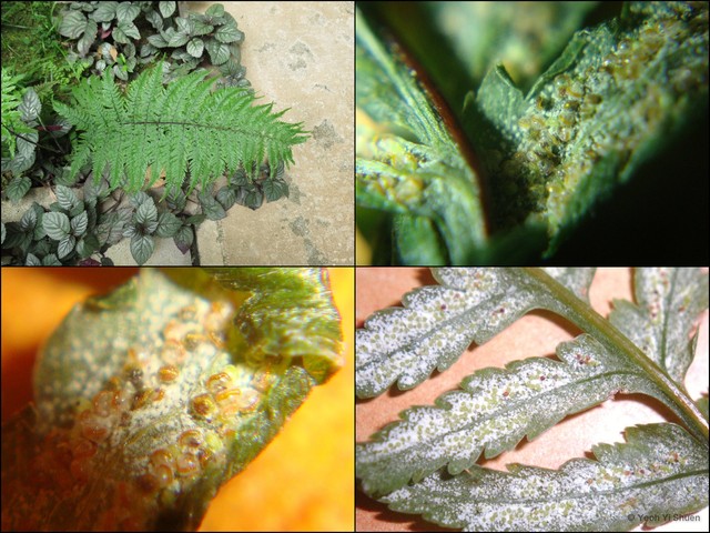 Pityrogramma calomelanos • © Yeoh Yi Shuen • All Rights Reserved