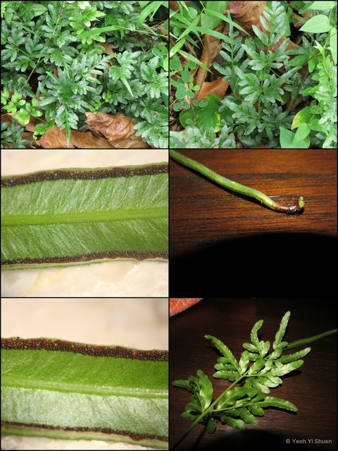 Pteris ensiformis • © Yeoh Yi Shuen • All Rights Reserved