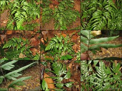 Pteris semipinnata L.