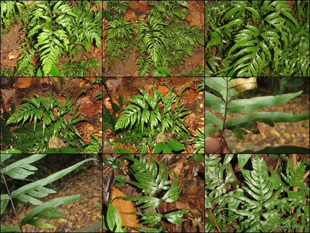 Pteris semipinnata • © Yeoh Yi Shuen • All Rights Reserved