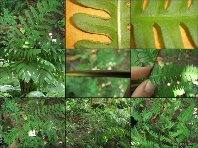 Pteris tripartita • © Yeoh Yi Shuen • All Rights Reserved