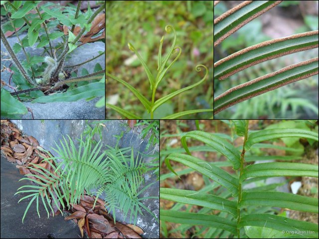 Pteris vittata • © Ong Kwan Han • All Rights Reserved