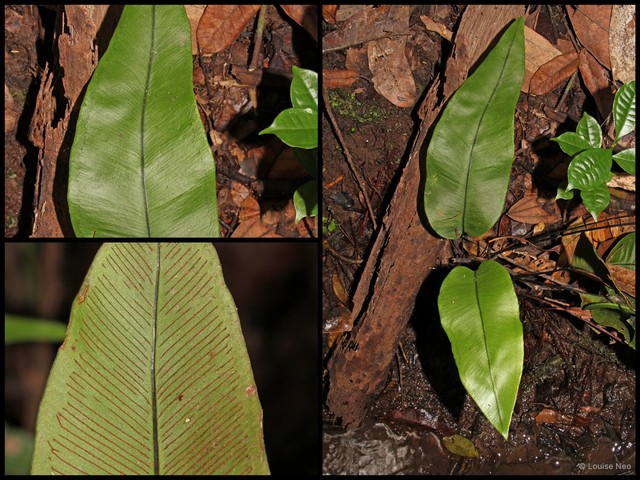 Syngramma alismifolia • © Louise Neo • All Rights Reserved
