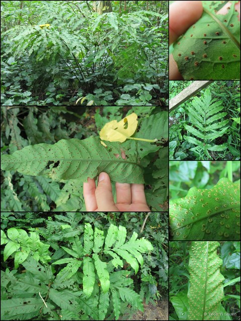 Tectaria incisa • © Yeoh Yi Shuen • All Rights Reserved