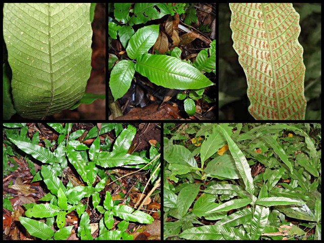 Grypothrix triphylla • © Ong Kwan Han • All Rights Reserved