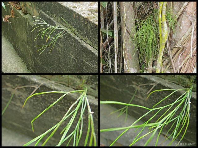 Psilotum nudum • © Yeoh Yi Shuen • All Rights Reserved