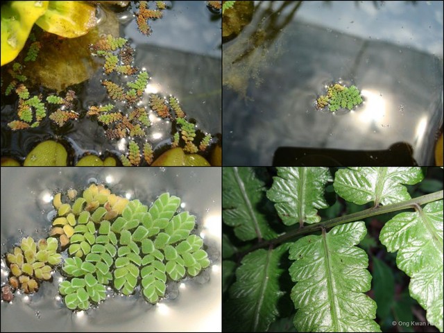 Azolla pinnata asiatica • © Ong Kwan Han • All Rights Reserved