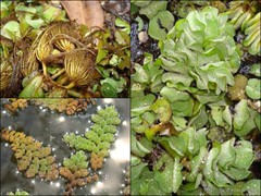 Salvinia molesta D.S.Mitch.