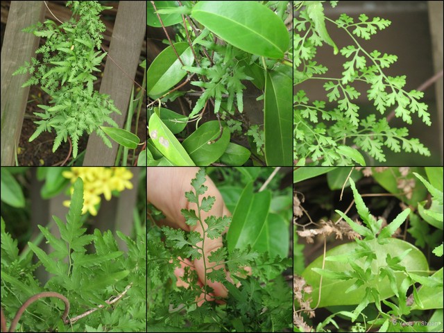 Lygodium japonicum • © Yeoh Yi Shuen • All Rights Reserved