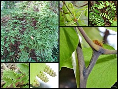 Lygodium microphyllum (Cav.) R.Br.