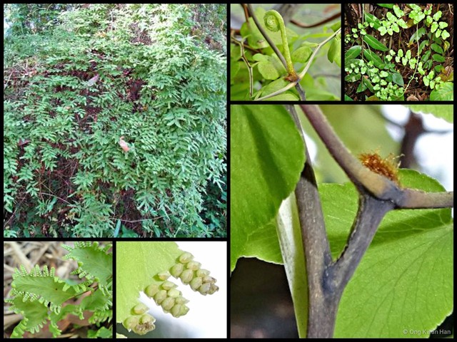 Lygodium microphyllum • © Ong Kwan Han • All Rights Reserved