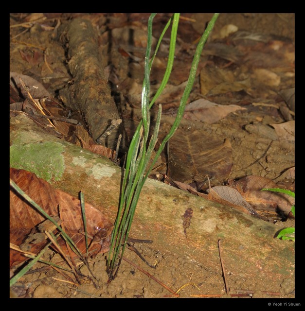Actinostachys digitata • © Yeoh Yi Shuen • All Rights Reserved