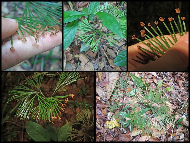 Schizaea dichotoma • © Yeoh Yi Shuen • All Rights Reserved